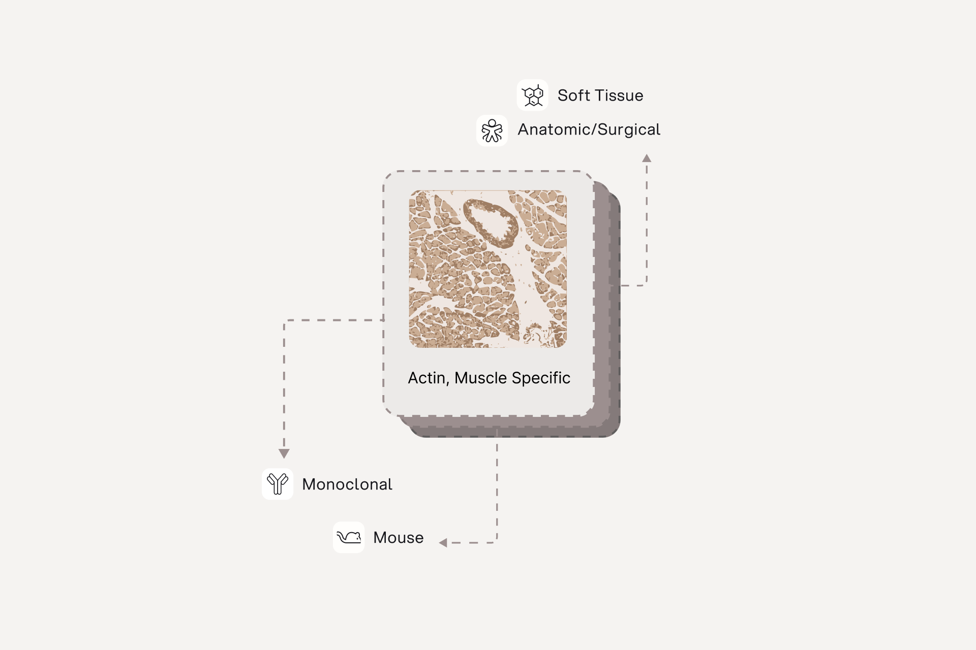 Diagnocell immunohistochemistry product page interface